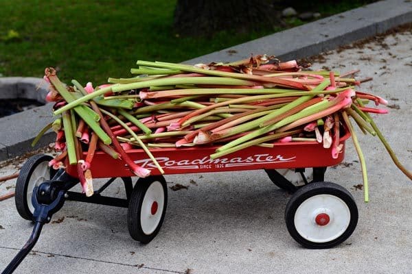 Red wagon full of fresh rhubarb. 