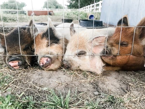 four kunekune pigs