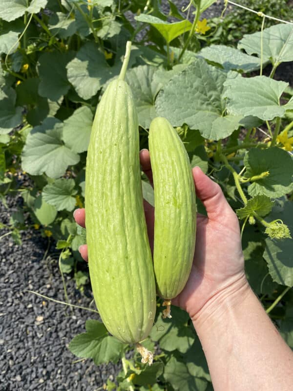 two armenian cucumbers