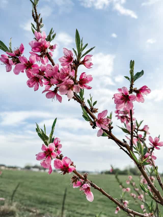 Blossoms on fruit tree.