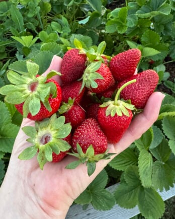 Fresh strawberries from garden.