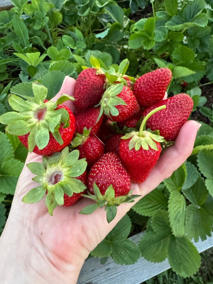 Fresh strawberries from garden.