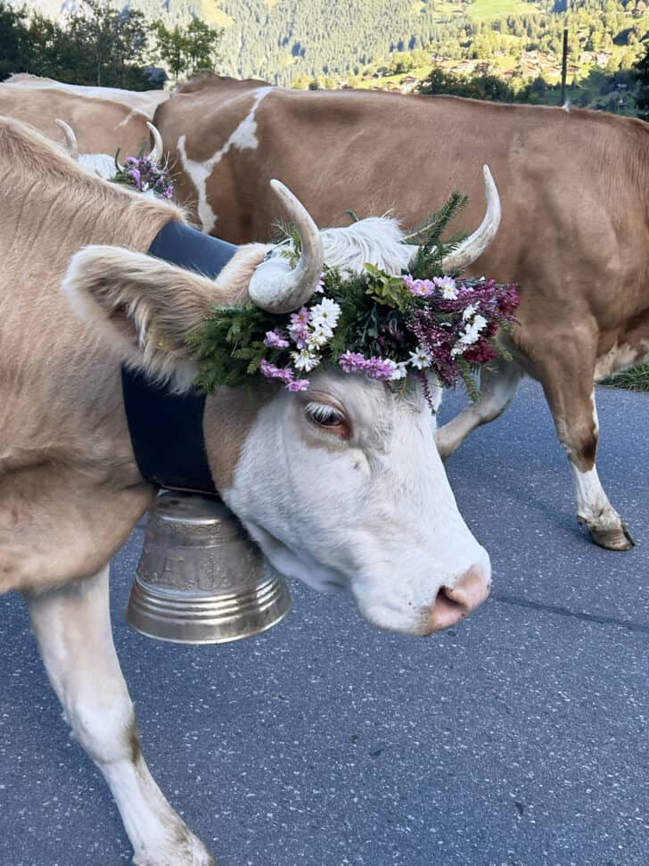 Cow descent parade in Grindewald.