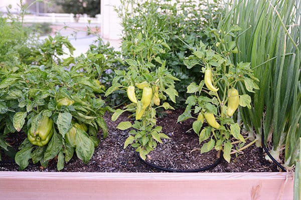 A garden full of herbs and plants. 